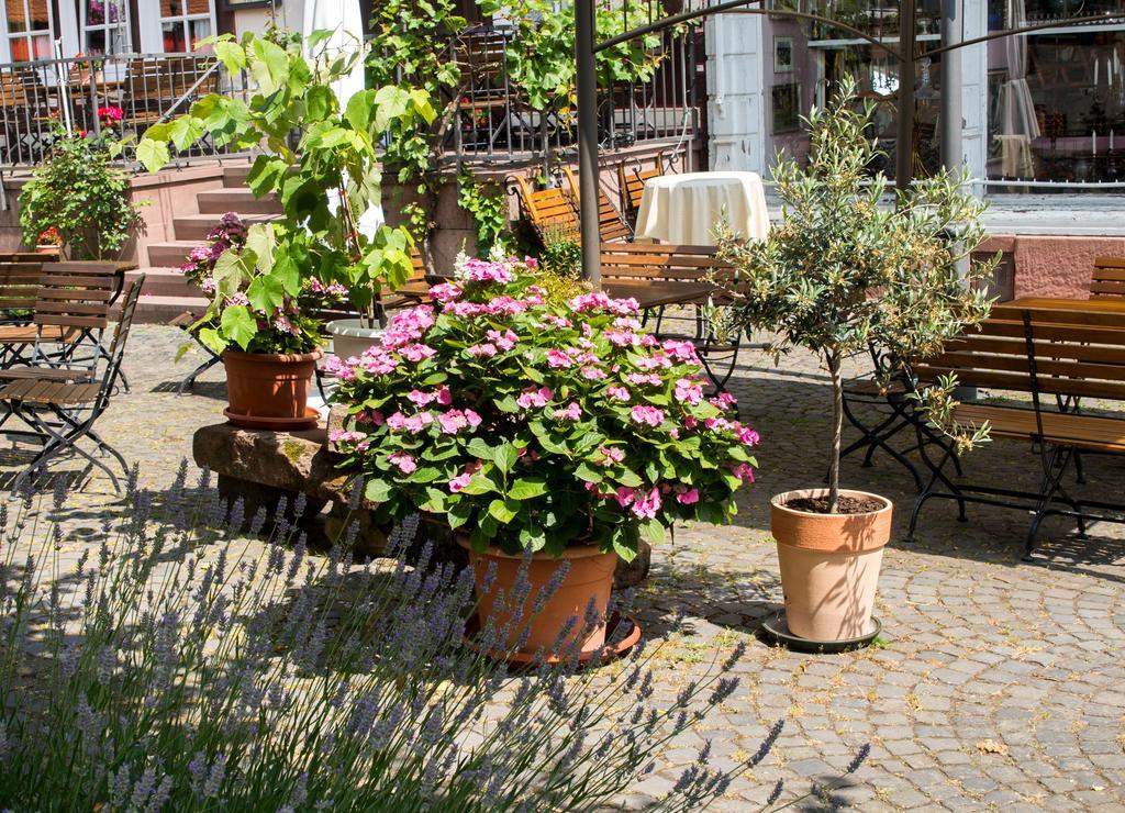Hotel Weber Amoeneburg ภายนอก รูปภาพ